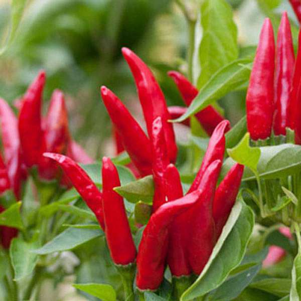 Organic UpSky Chilli