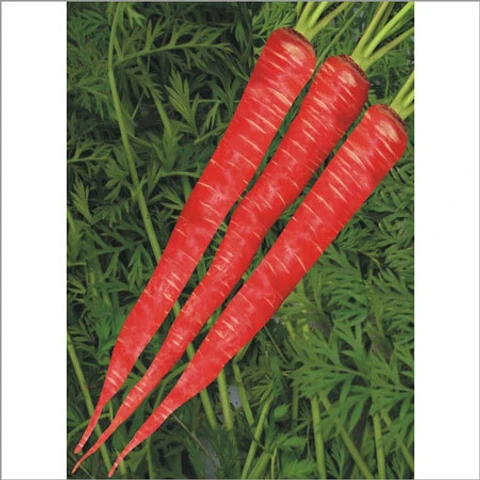Red Carrot